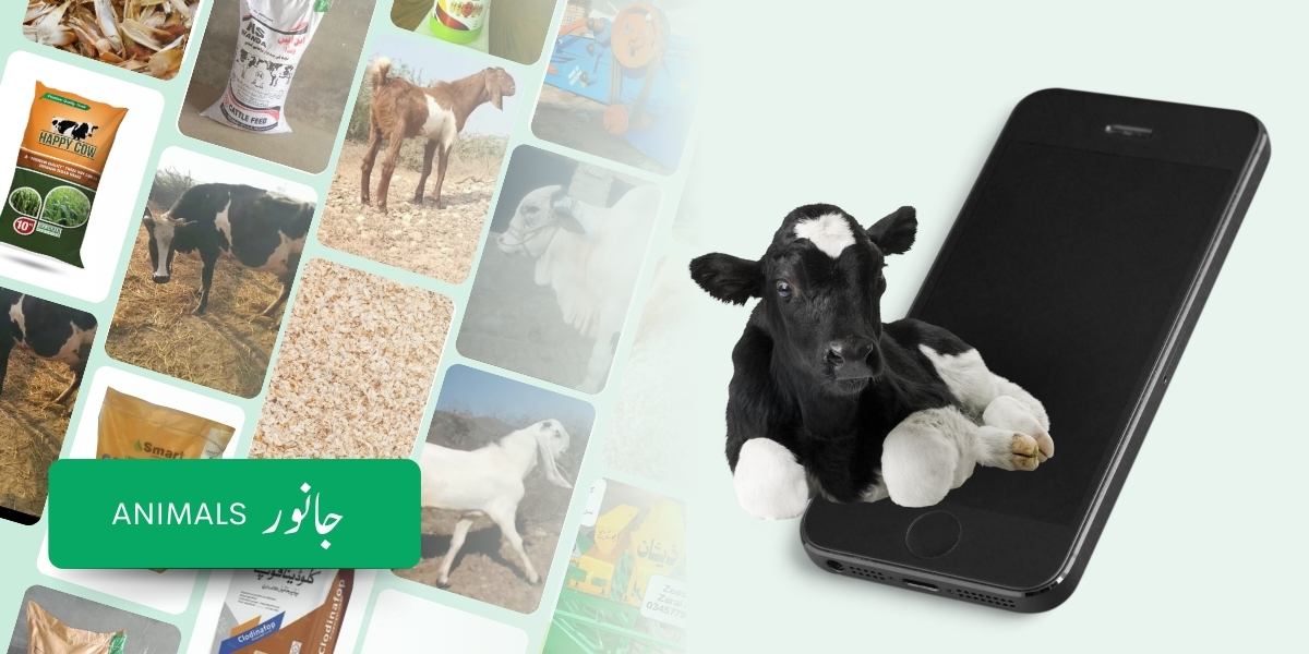 Livestock Animals - Buy & Sell Online in Pakistan– PakAgriMarket