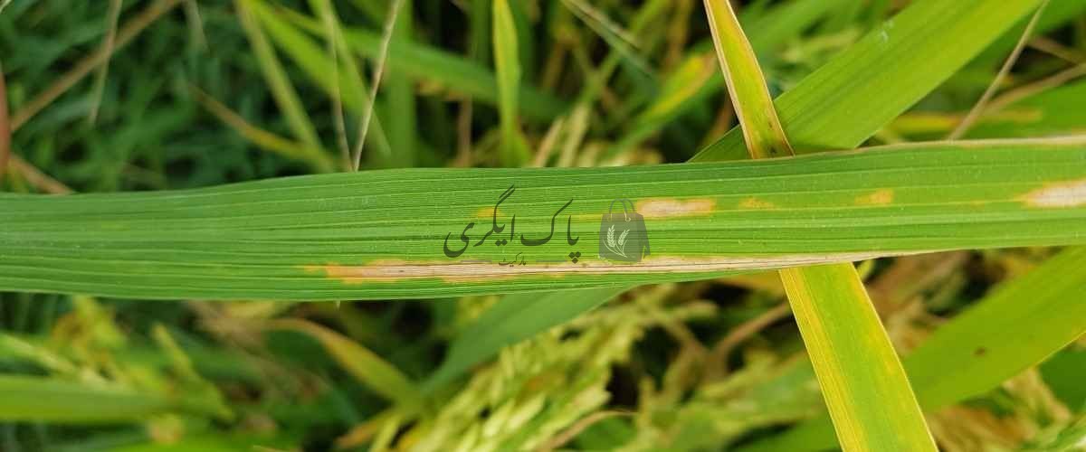 Paddy Bacterial Blight