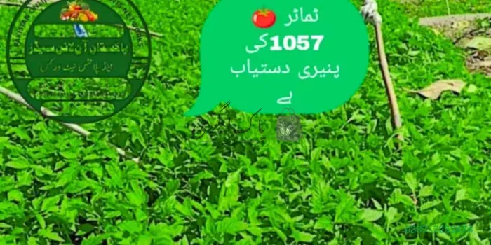 ٹماٹر کے پودے