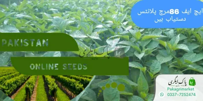 مرچ کے پودے