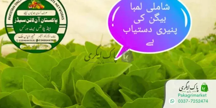 شاملی بیگن کی پنیری