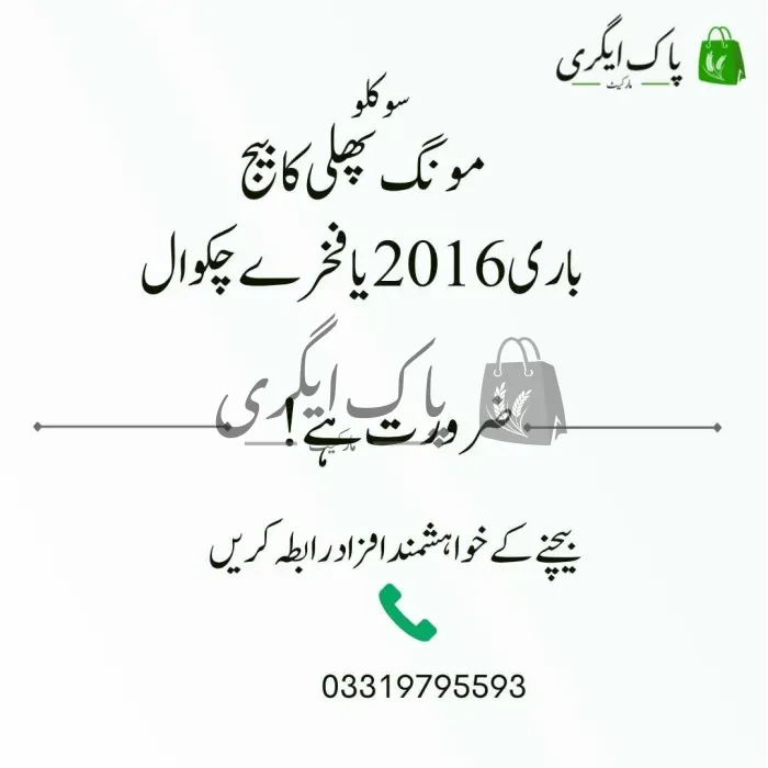 مونگ پھلی کا  بیج