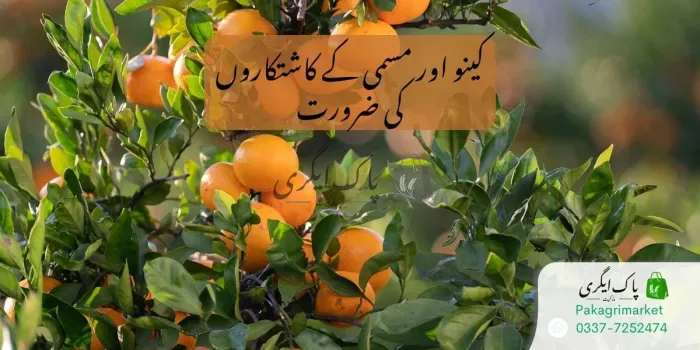 کینو مسمی کے کاشتکار درکار ہیں