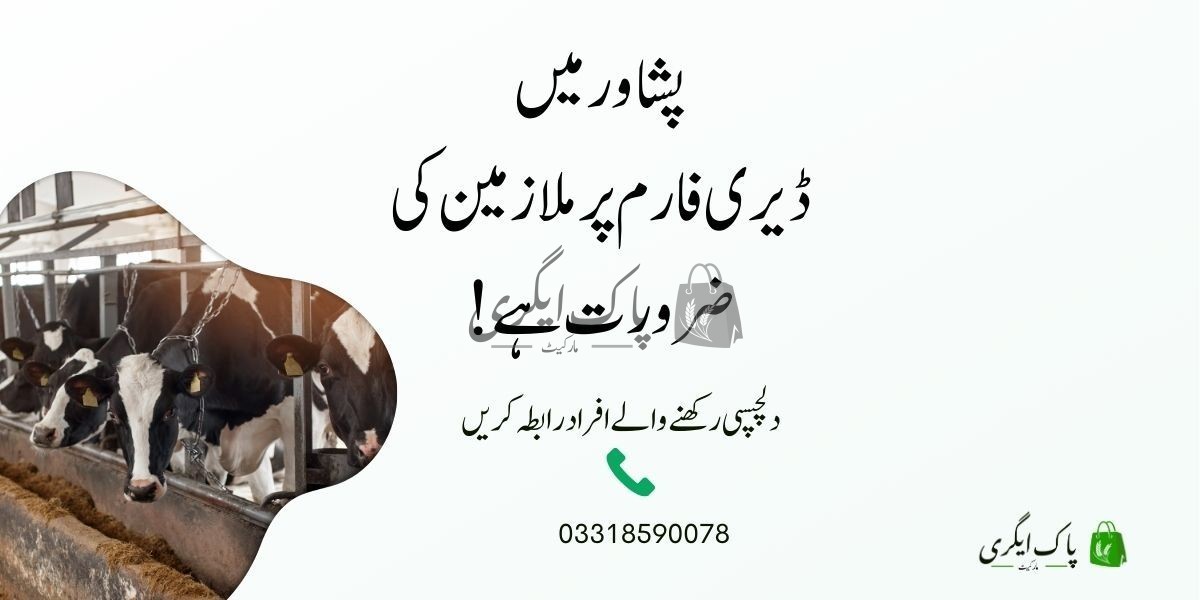 works-for-dairy-farm-are-required-in-peshawar