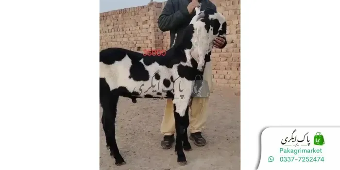 قربانی کا جانور