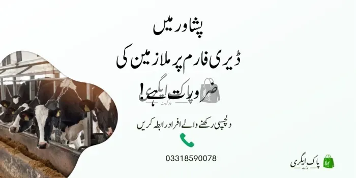 ملازمین برائے ڈیری فارم