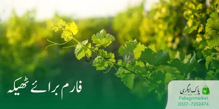 پھل دینے والا باغ ٹھیکے پر