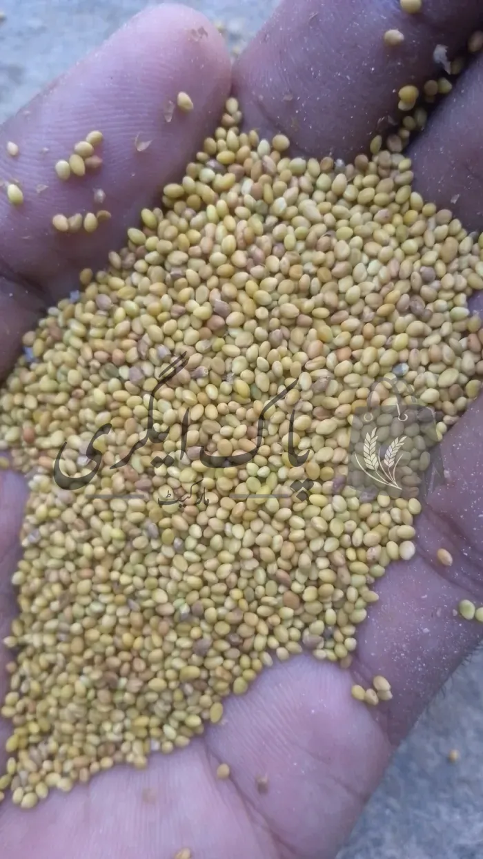 ہارو برسیم اسٹاک