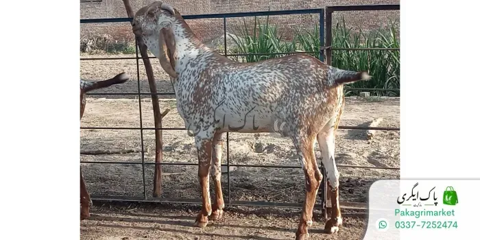 قربانی کا جانور