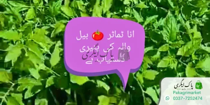 ٹماٹر کے پودے