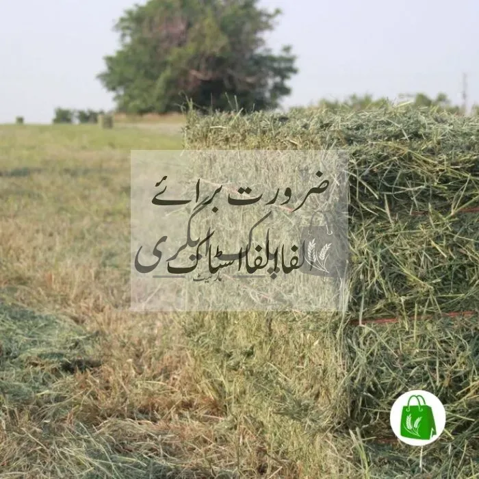 الفا الفا اسٹاک
