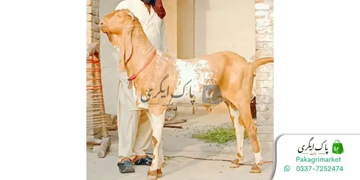قربانی کا جانور
