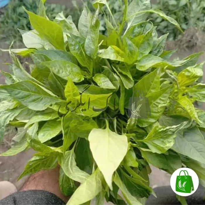 جلال پوری دیسی مرچ کا پنیری