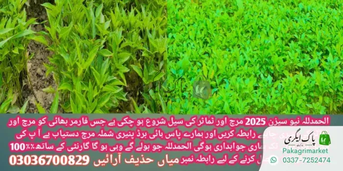 مرچ اور ٹماٹر کی پنیری