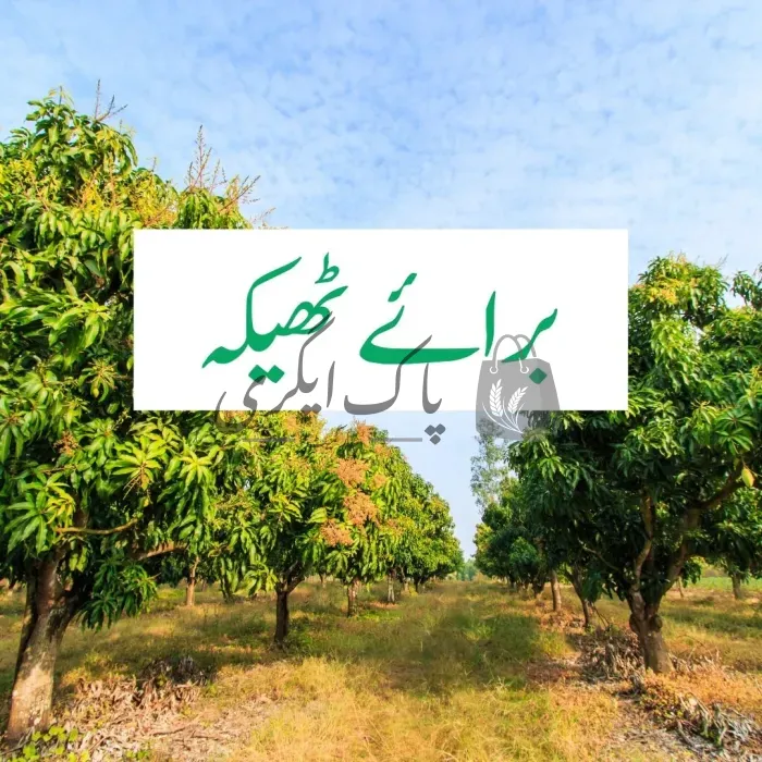 ام کے باغ براۓ ٹھیکہ