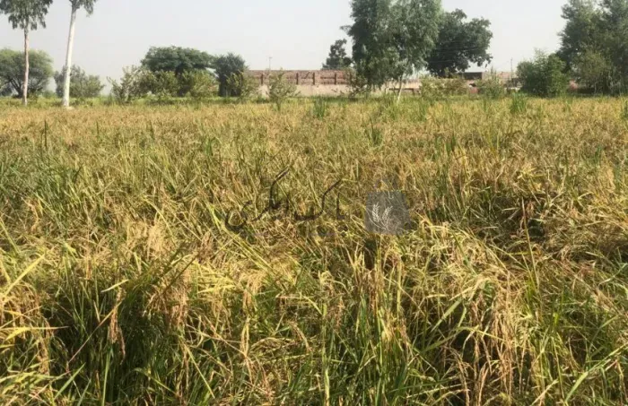 برما کالا دھان کا بیج