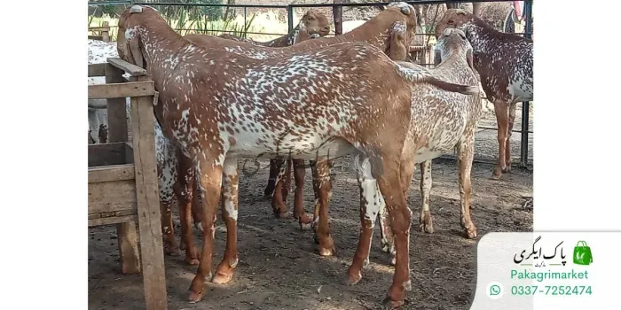 قربانی کا جانور