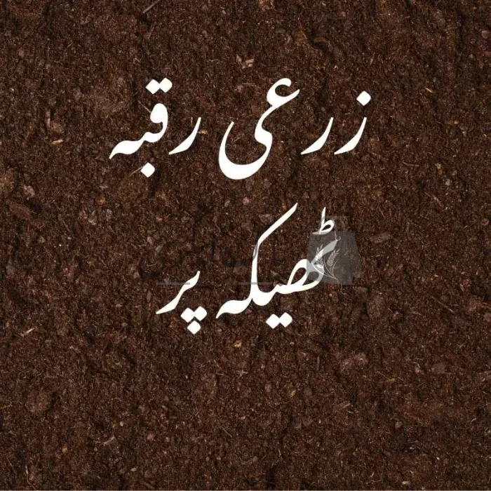 چالیس ایکڑ اراضی ٹھیکے پہ