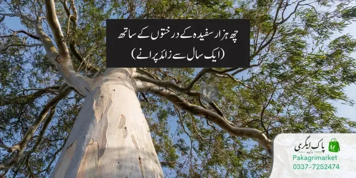زرعی زمین