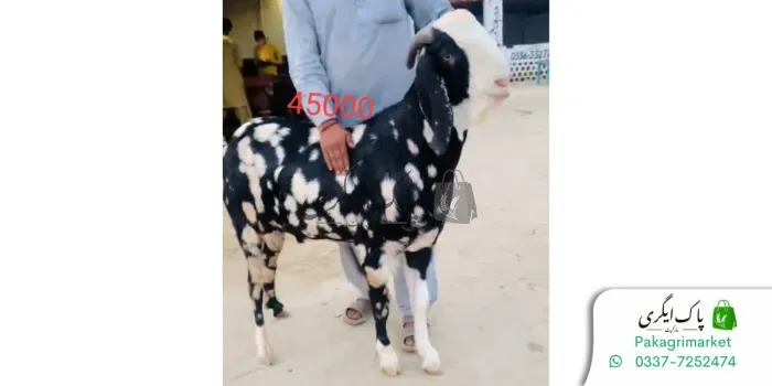 قربانی کا جانور