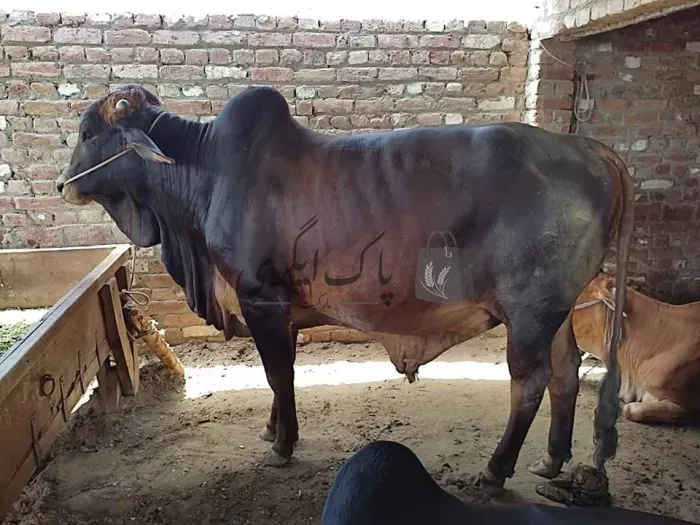 بیل برائے فروخت