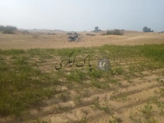 غیر آباد  زرعی رقبہ براۓ فروخت
