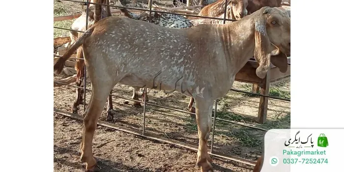 قربانی کا جانور