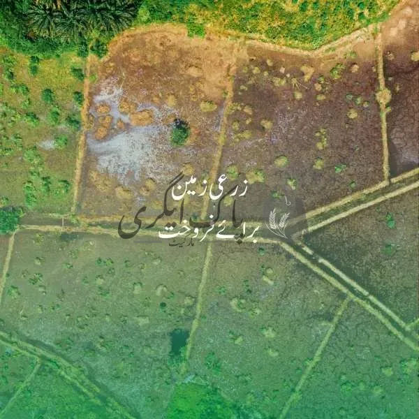 زرعی زمین  برائے فروخت