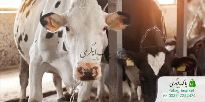 گائے برائے فروخت