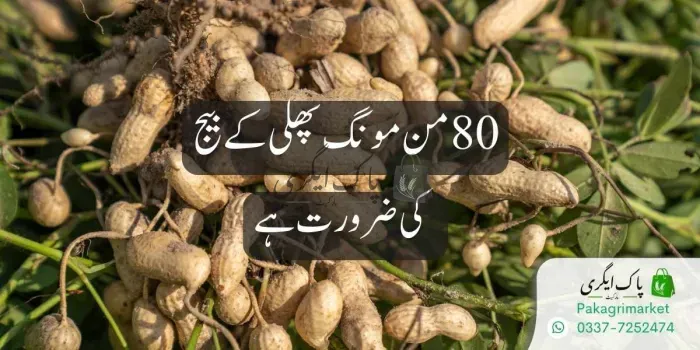 مونگ پھلی کے بیج کی ضرورت