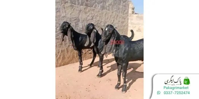 قربانی کا جانور