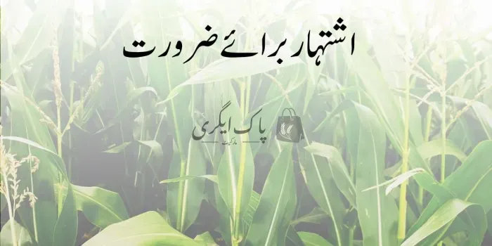 ضرورت برائے مکئی ونڈا