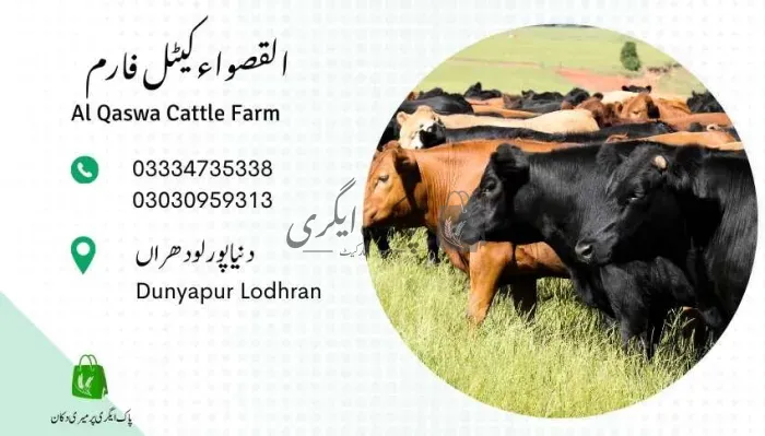 القصواءکیٹل فارم | دنیاپور | جانوروں کے فارم | پاک اگری مارکیٹ