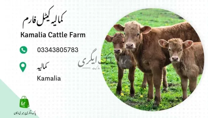 کمالیہ کیٹل فارم | کمالیہ | جانوروں کے فارم | پاک اگری مارکیٹ