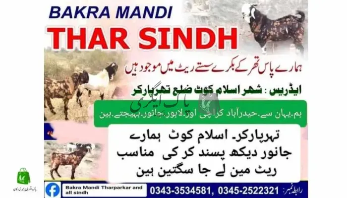 بکرا منڈی تھر سندھ | اسلام کوٹ | جانوروں کے فارم | پاک اگری مارکیٹ