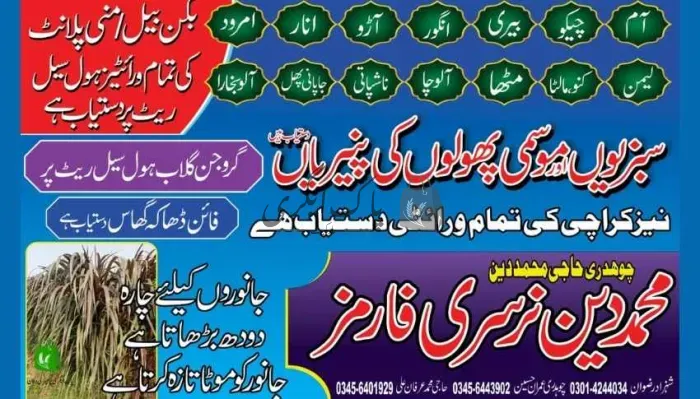 محمد دین نرسری فارم | پتوکی | پنیری فروش، نرسریاں و لینڈ سکیپنگ سروسز | پاک اگری مارکیٹ