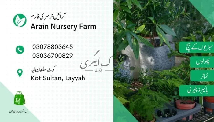 آ رائیں نرسری فارم لیہ | لیہ | پنیری فروش، نرسریاں و لینڈ سکیپنگ سروسز | پاک اگری مارکیٹ