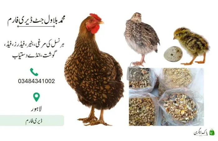 محمد بلاول جٹ ڈیری فارم