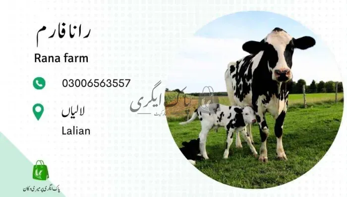 رانا فارم | لالیاں | جانوروں کے فارم | پاک اگری مارکیٹ