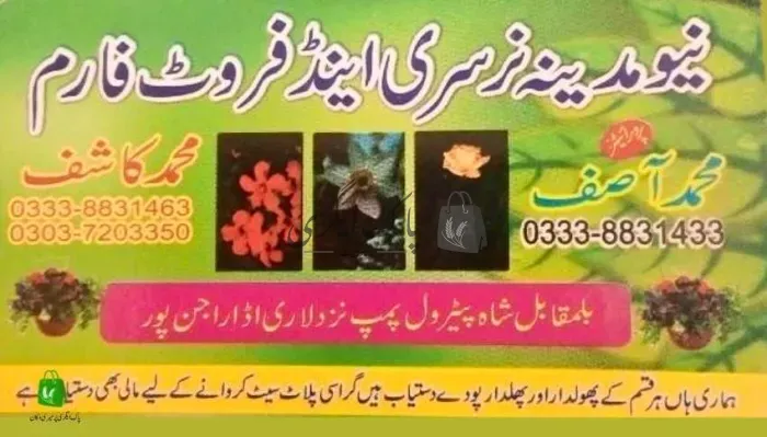 نیو مدینہ نرسری | راجن پور | پنیری فروش، نرسریاں و لینڈ سکیپنگ سروسز | پاک اگری مارکیٹ
