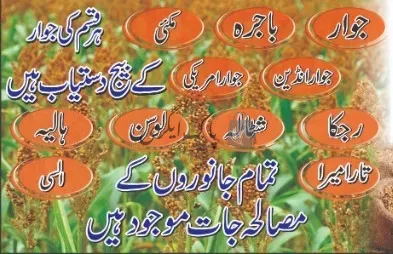 بسم الله بیج و آئل سنٹر | گوجرہ | زرعی مراکز | پاک اگری مارکیٹ
