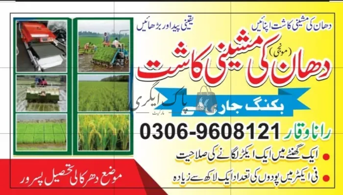 دھان مشینی کاشت | پسرور | ہارویسٹنگ سروز | پاک اگری مارکیٹ