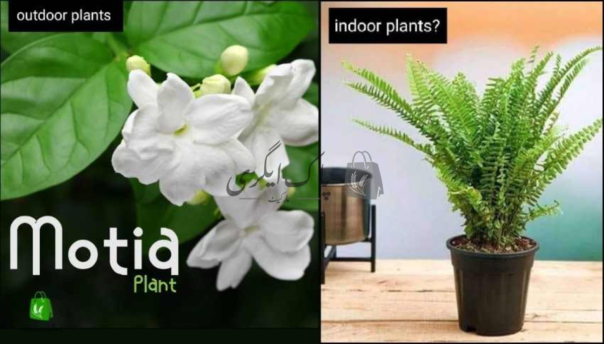 فضل نرسری فارم-فیصل آباد-پاک اگری مارکیٹ