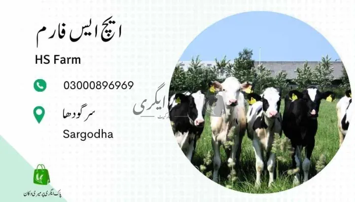 ایچ ایس فارم | سرگودھا | جانوروں کے فارم | پاک اگری مارکیٹ