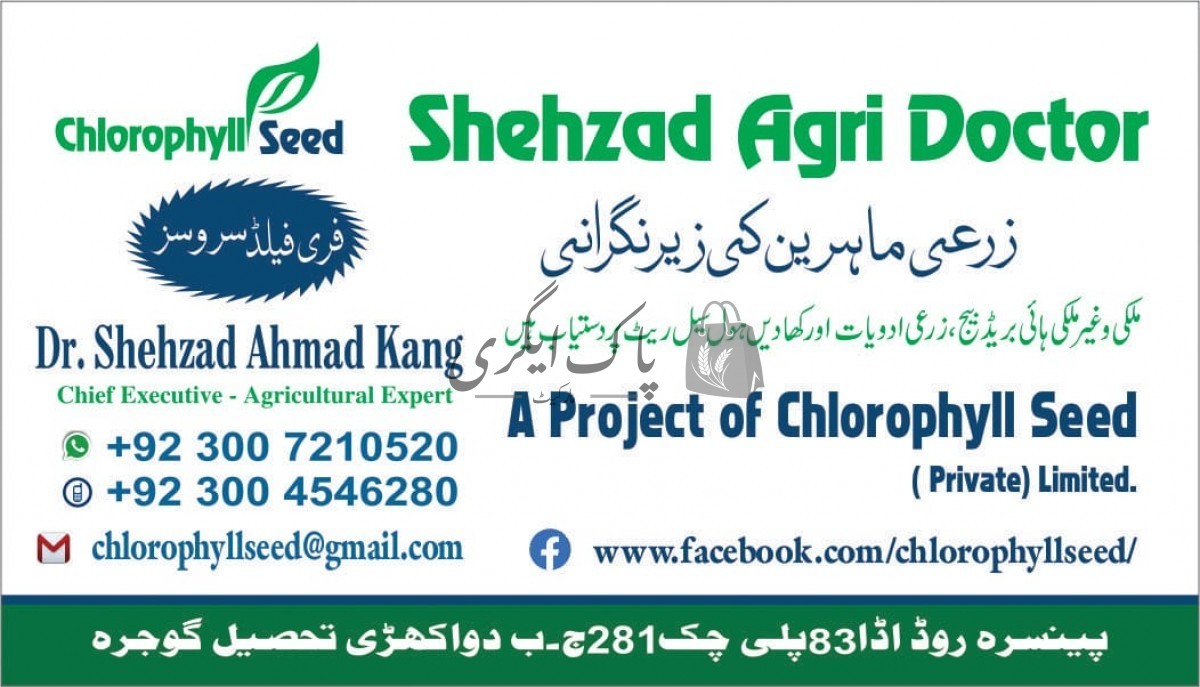 شہزاد ایگری ڈاکٹرٹوبہ ٹیک سنگھ