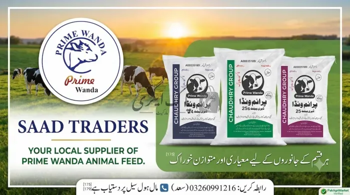 سعد ٹریڈرز پرائم ونڈا