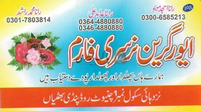 ایور گرین نرسری فارم | پنڈی بھٹیاں | پنیری فروش، نرسریاں و لینڈ سکیپنگ سروسز | پاک اگری مارکیٹ
