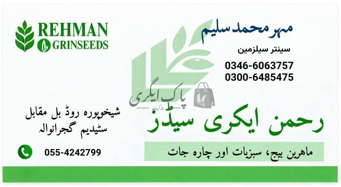 رحمان ایگری سیڈز
