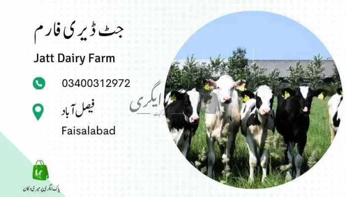 جٹ ڈیری فارم | فیصل آباد | جانوروں کے فارم | پاک اگری مارکیٹ