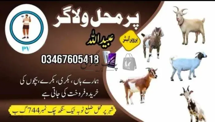 عبیداللہ گوٹ فارمنگ | پیر محل | جانوروں کے فارم | پاک اگری مارکیٹ